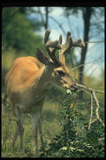 317068 Huge Buck Browsing On Downed Treetops A4 Photo Print