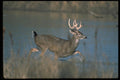 317069 Buck In Water A4 Photo Print