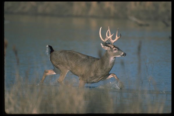 317069 Buck In Water A4 Photo Print
