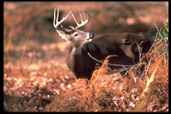317070 Big Buck A4 Photo Print