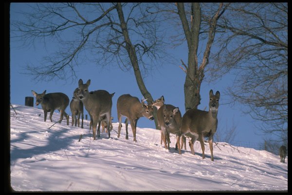 317071 Herd Of Deer A4 Photo Print