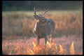 317072 White Tail Deer A4 Photo Print