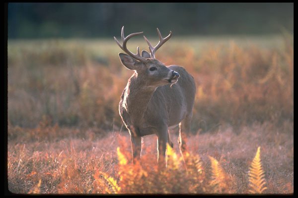 317072 White Tail Deer A4 Photo Print