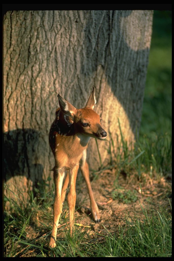 317073 Fawn By Tree A4 Photo Print
