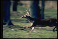 317074 Deer Running A4 Photo Print