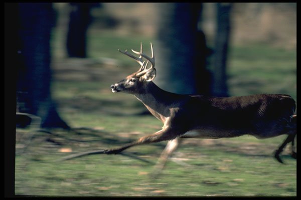 317074 Deer Running A4 Photo Print