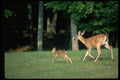 317075 Fawn And Doe A4 Photo Print