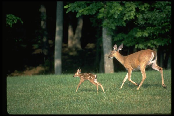 317075 Fawn And Doe A4 Photo Print