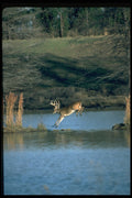 317076 Buck Bounding A4 Photo Print