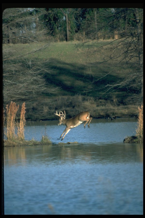 317076 Buck Bounding A4 Photo Print