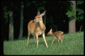 317077 Fawn And Doe A4 Photo Print