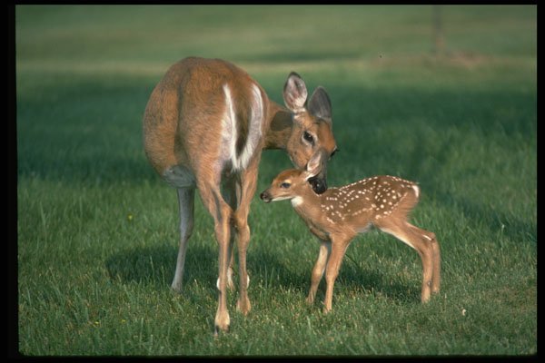 317078 Fawn And Doe A4 Photo Print