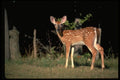 317079 Fawn A4 Photo Print