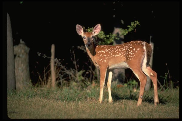 317079 Fawn A4 Photo Print