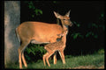 317080 Fawn And Doe A4 Photo Print