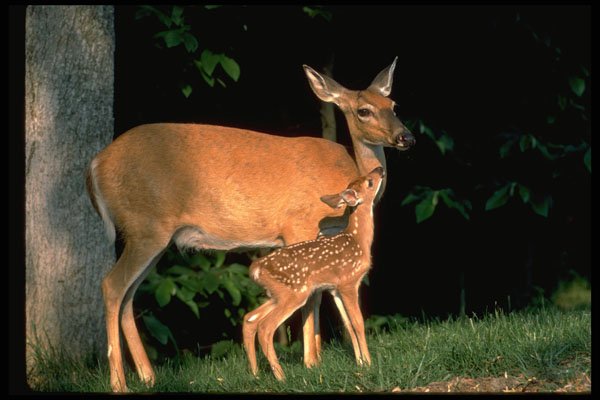 317080 Fawn And Doe A4 Photo Print