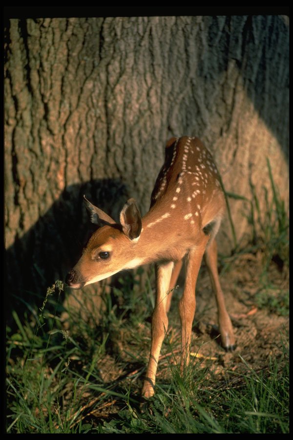 317081 Fawn By Tree A4 Photo Print