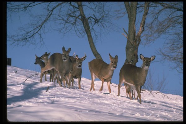 317082 Herd Of Deer On Snowy Hillside A4 Photo Print