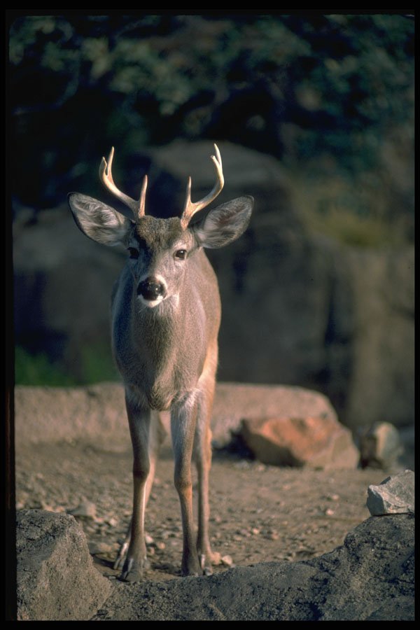 317083 Young Buck A4 Photo Print