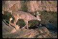 317084 Big Buck A4 Photo Print