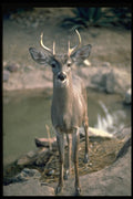 317085 Big Buck A4 Photo Print