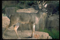 317086 Large Buck A4 Photo Print