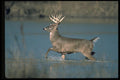 317087 Buck Walking In Water A4 Photo Print