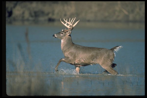 317087 Buck Walking In Water A4 Photo Print