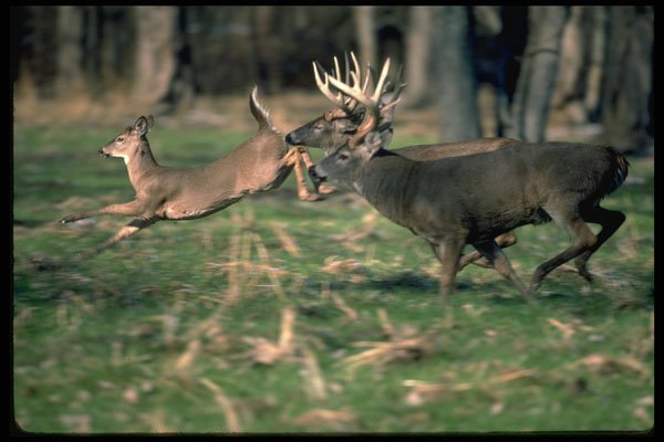 317088 Deer Bounding A4 Photo Print