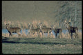 317089 Herd Of Deer A4 Photo Print
