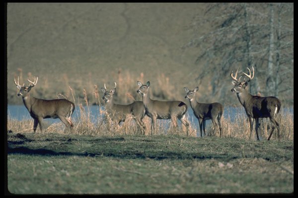 317089 Herd Of Deer A4 Photo Print