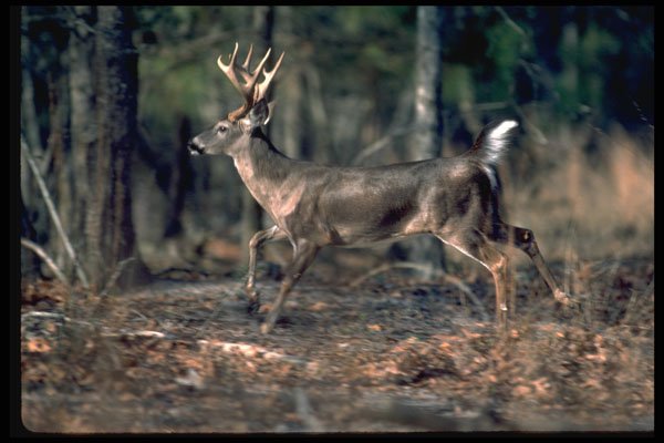 317090 Large Buck Running A4 Photo Print