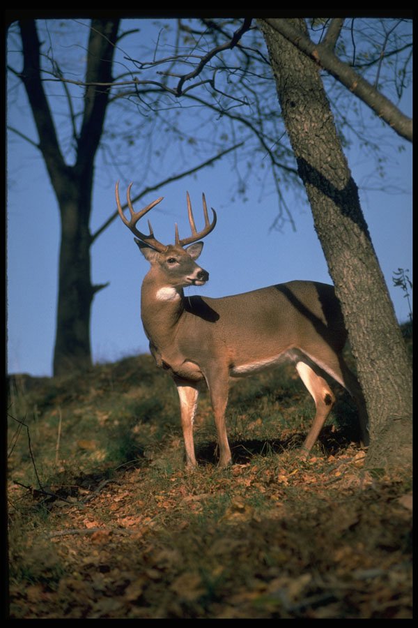 317091 Big Buck A4 Photo Print