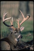 317092 Large Buck A4 Photo Print