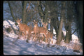 317093 Herd Of Deer A4 Photo Print