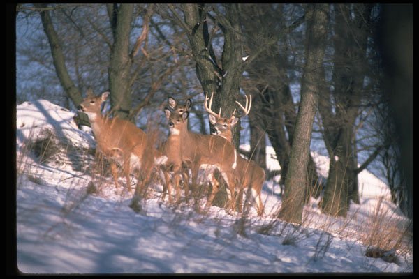 317093 Herd Of Deer A4 Photo Print