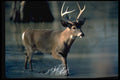 317094 Large Buck A4 Photo Print
