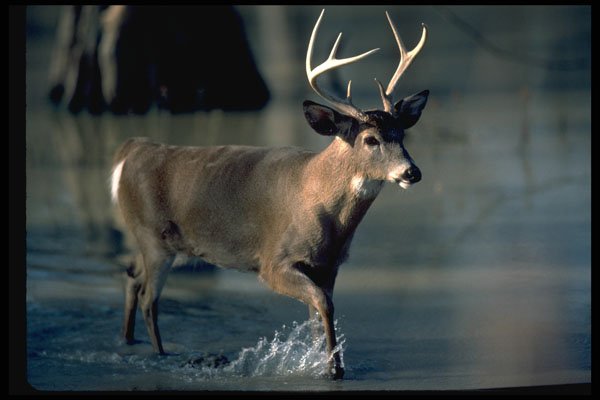 317094 Large Buck A4 Photo Print