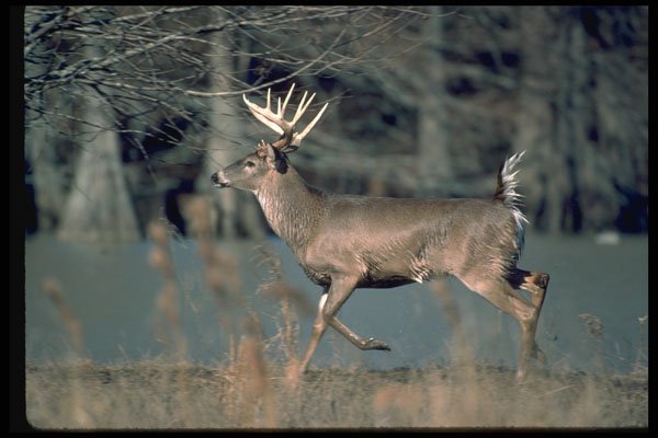 317095 Big Buck A4 Photo Print