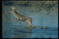 317096 Big Buck Bounding A4 Photo Print