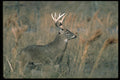 317097 Large Buck A4 Photo Print