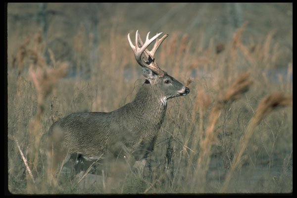317097 Large Buck A4 Photo Print