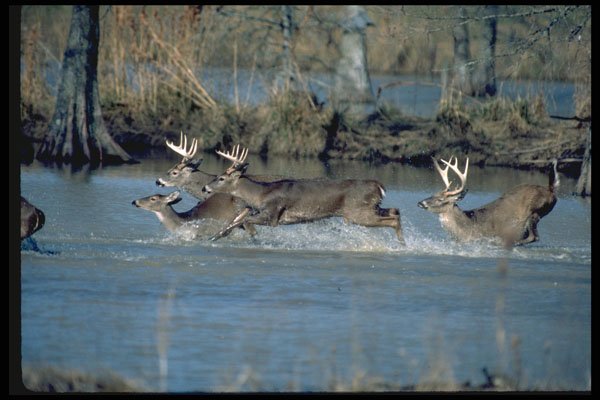 317098 Bucks In Water A4 Photo Print