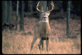 317099 Large Buck A4 Photo Print