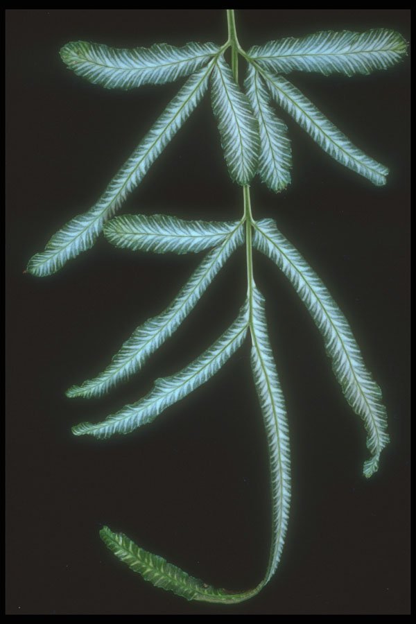 318001 Pteris A4 Photo Print
