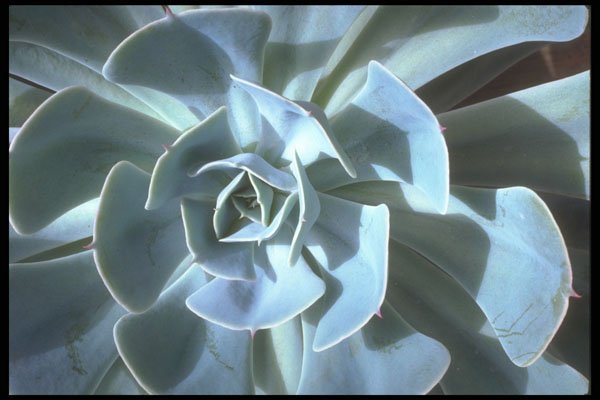 318002 Pinwheel A4 Photo Print