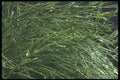 318003 Psilotum A4 Photo Print