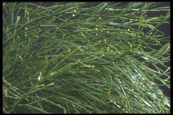 318003 Psilotum A4 Photo Print