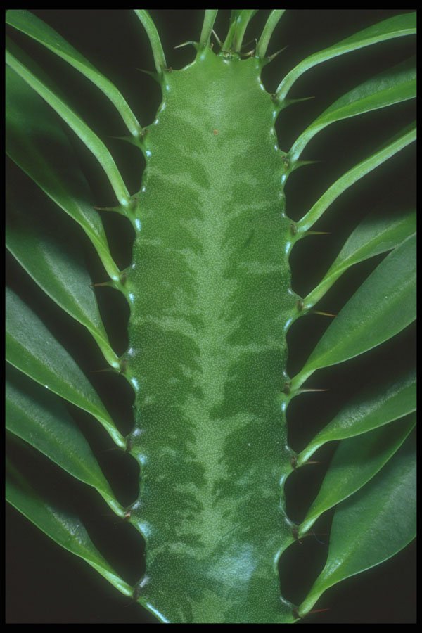318004 Tree Euphorbia A4 Photo Print