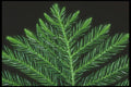 318007 Norfolk Pine A4 Photo Print